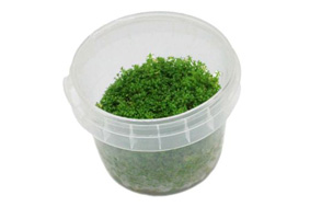 AquariumDesignSystems-Hemianthus-callitrihoides-Cuba