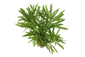 AquariumDesignSystems-Pogostemon-ocotpus